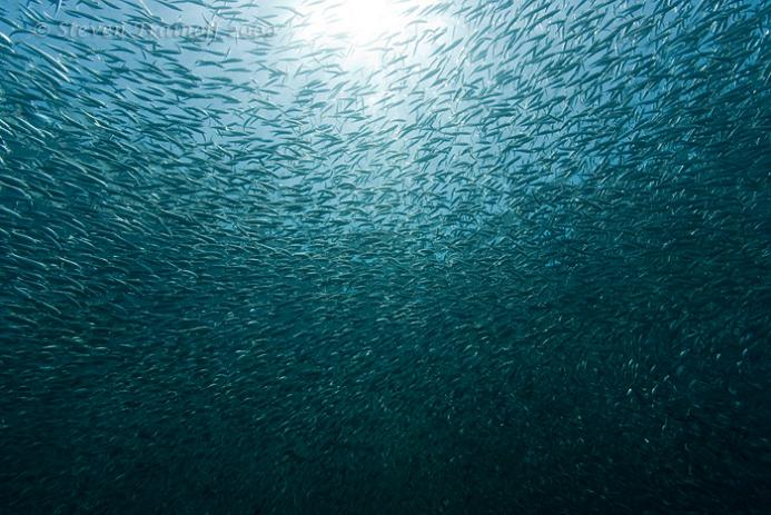 Фотография: 15 удивительных косяков рыбы №9 - BigPicture.ru