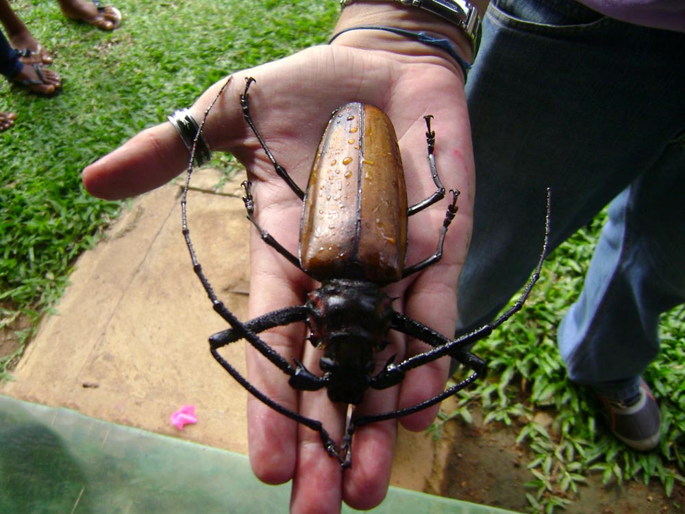 Фотография: Как выглядит дровосек-титан, самый большой в мире жук №7 - BigPicture.ru