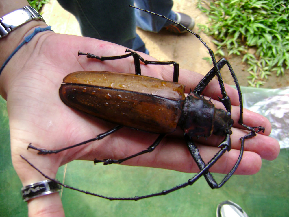 Фотография: Как выглядит дровосек-титан, самый большой в мире жук №8 - BigPicture.ru