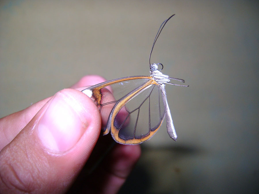 Фотография: Greta oto — удивительная бабочка со 