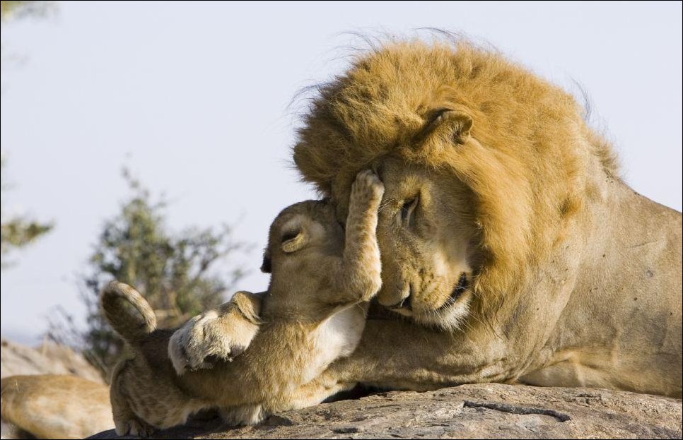 Фотография: Первая встреча львенка с отцом №4 - BigPicture.ru