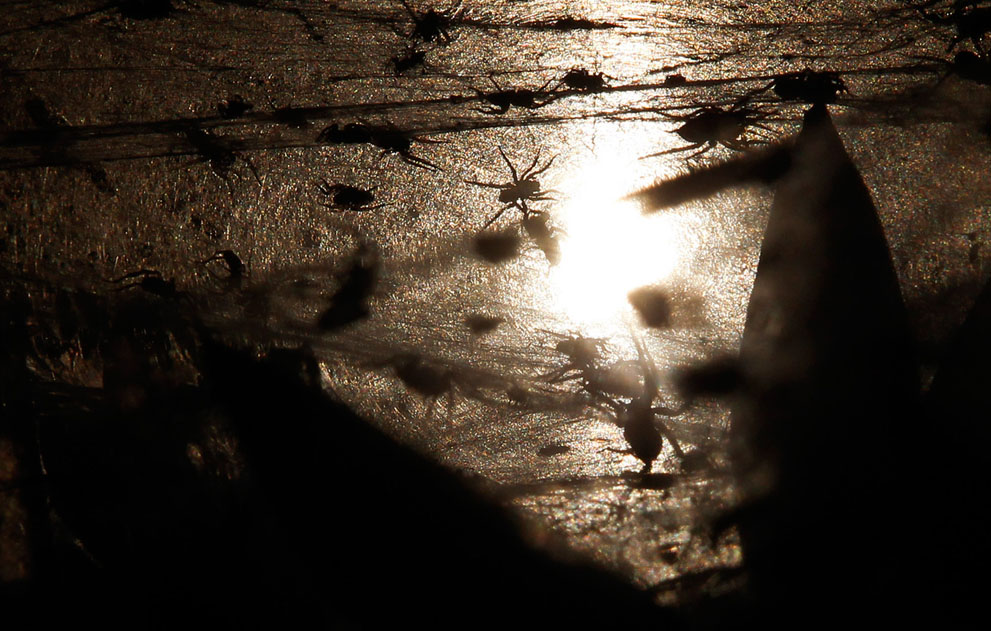 Фотография: Пауки спасаются от наводнения в Австралии №13 - BigPicture.ru