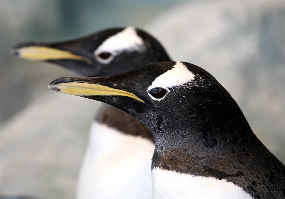 Фотография: Папуанские пингвины и другие братья наши меньшие №3 - BigPicture.ru