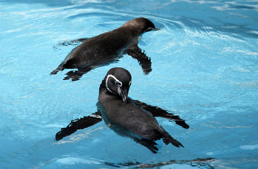 Фотография: Папуанские пингвины и другие братья наши меньшие №20 - BigPicture.ru