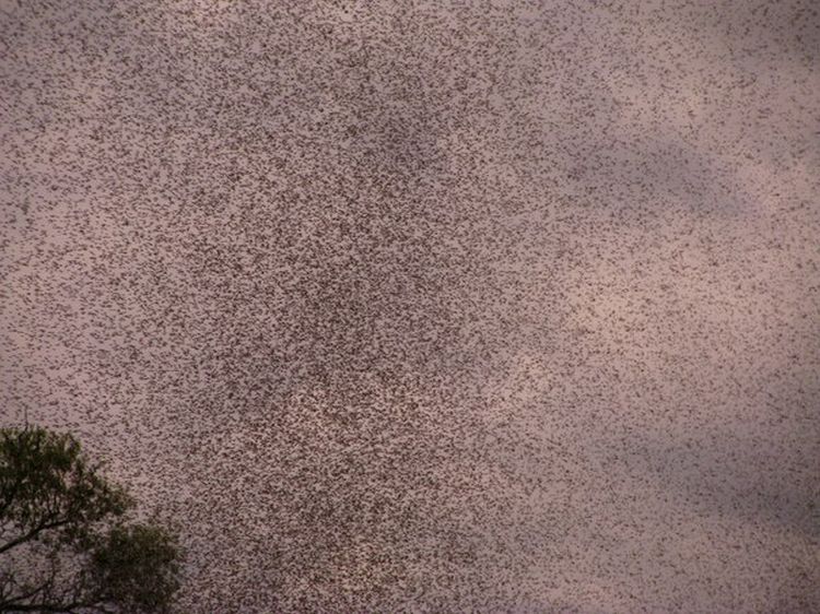 Фотография: Нашествие комаров на деревню в Беларуси №5 - BigPicture.ru