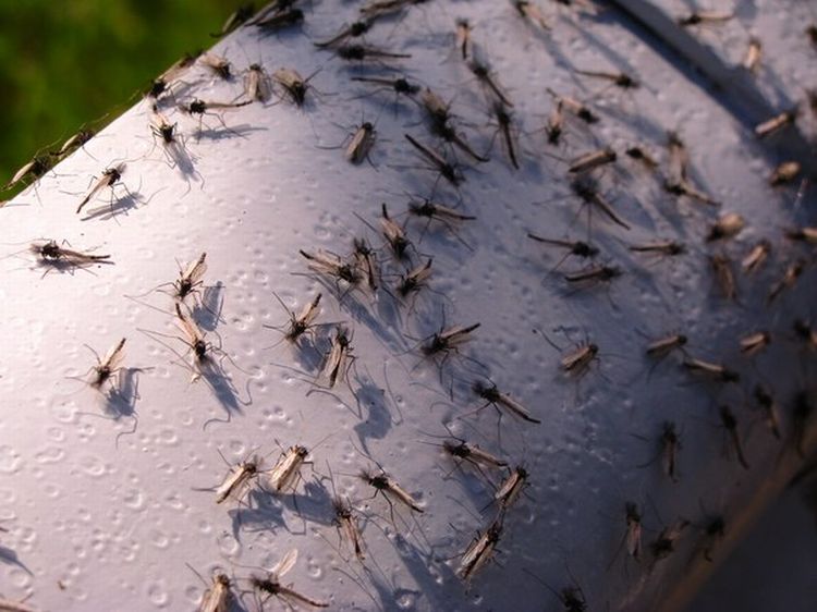 Фотография: Нашествие комаров на деревню в Беларуси №17 - BigPicture.ru