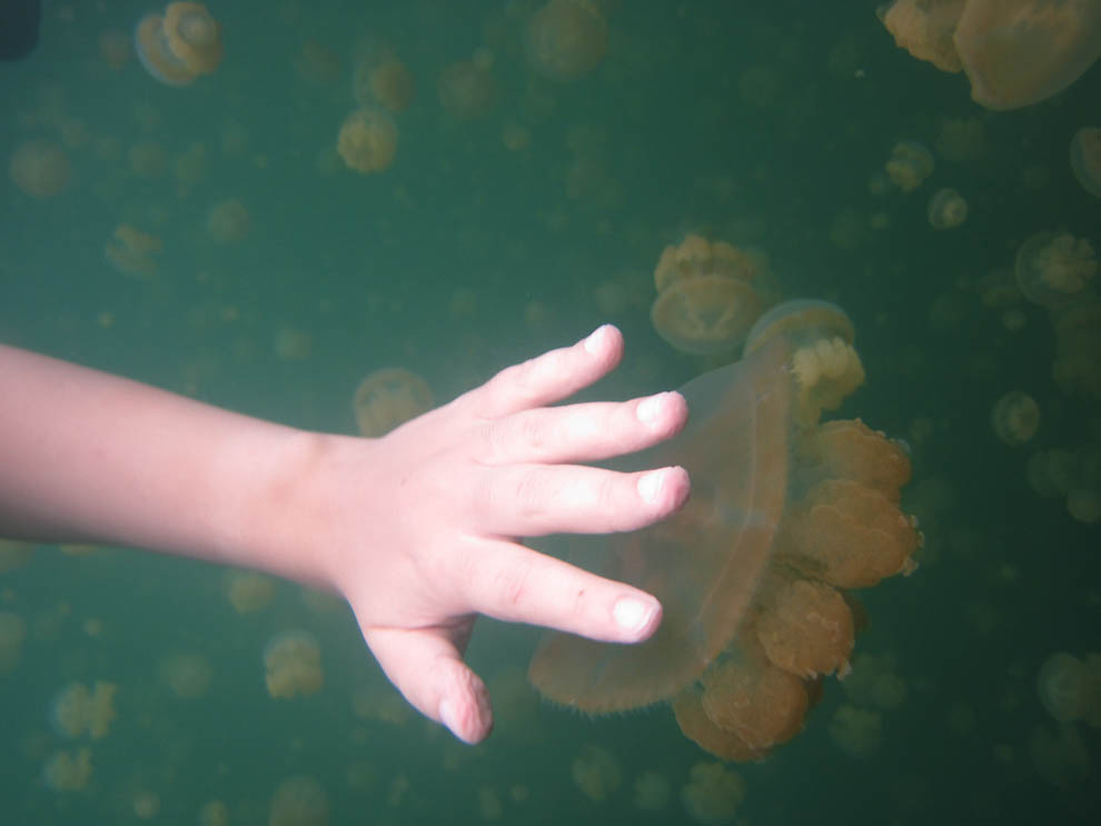 Фотография: Озеро медуз №15 - BigPicture.ru