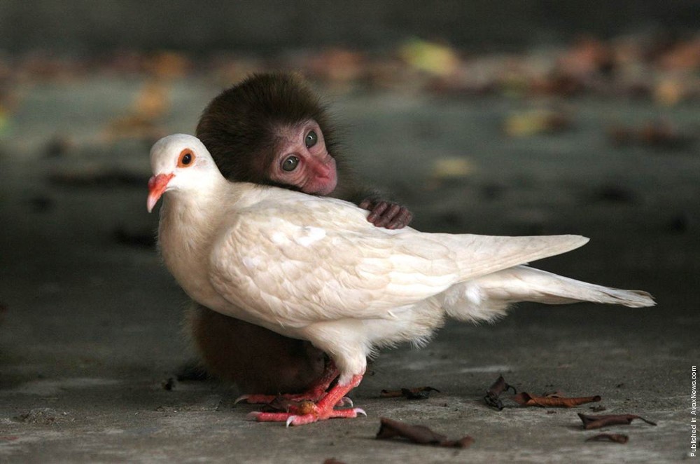 7 примеров необычной дружбы между животными 