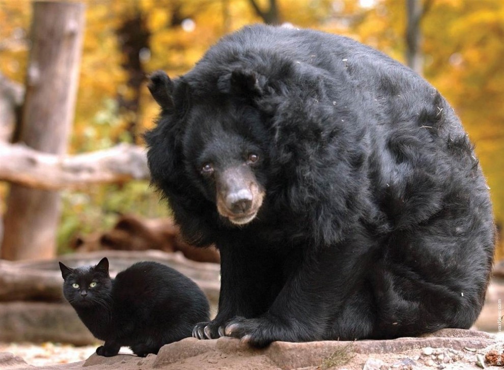 Фотография: 7 примеров необычной дружбы между животными №3 - BigPicture.ru
