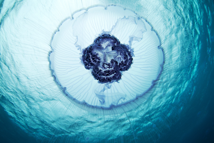 Фотография: Подводные чудеса Белого моря на фото Александра Семенова №4 - BigPicture.ru