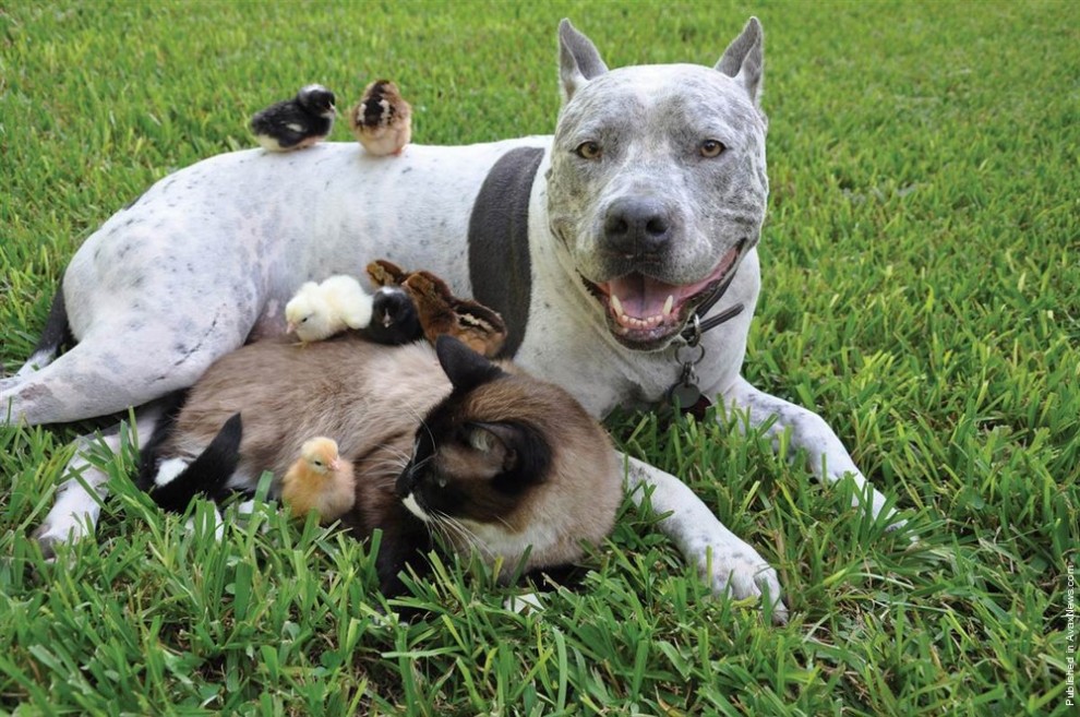 Фотография: 7 примеров необычной дружбы между животными №4 - BigPicture.ru