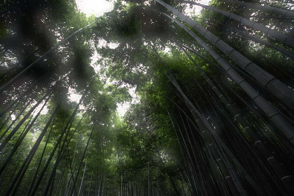 Фотография: Бамбуковый коридор у подножья горы в Киото №16 - BigPicture.ru