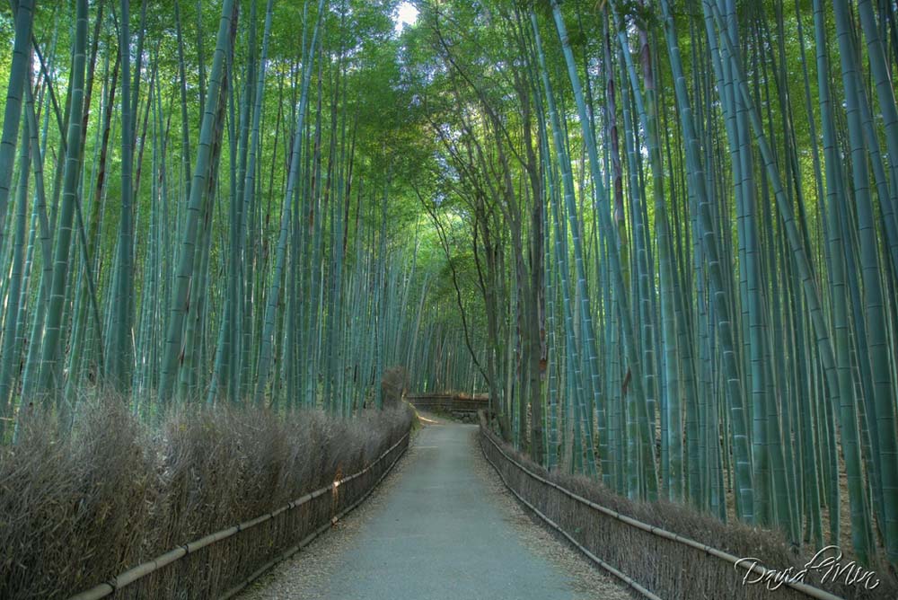 Фотография: Бамбуковый коридор у подножья горы в Киото №14 - BigPicture.ru