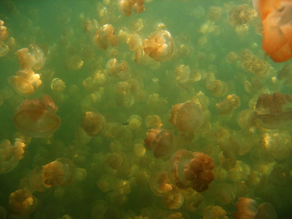 Фотография: Озеро медуз №5 - BigPicture.ru