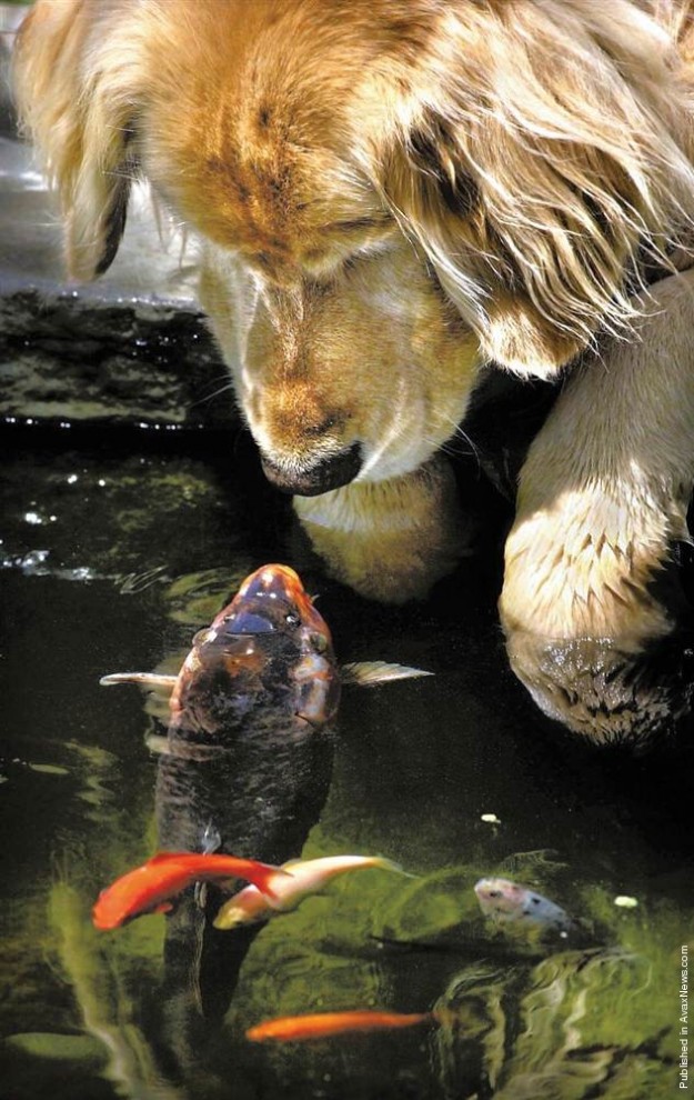 Фотография: 7 примеров необычной дружбы между животными №5 - BigPicture.ru