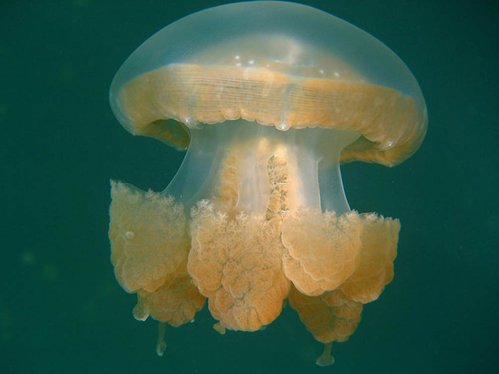 Фотография: Озеро медуз №6 - BigPicture.ru