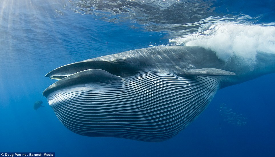 Фотография: Обедающий кит едва не проглотил фотографа №4 - BigPicture.ru