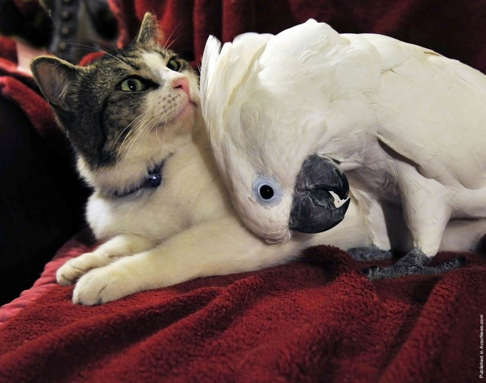 Фотография: 7 примеров необычной дружбы между животными №8 - BigPicture.ru