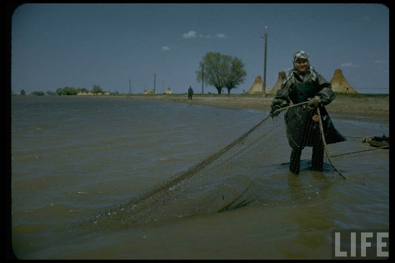 Добыча черной икры в СССР 60-х