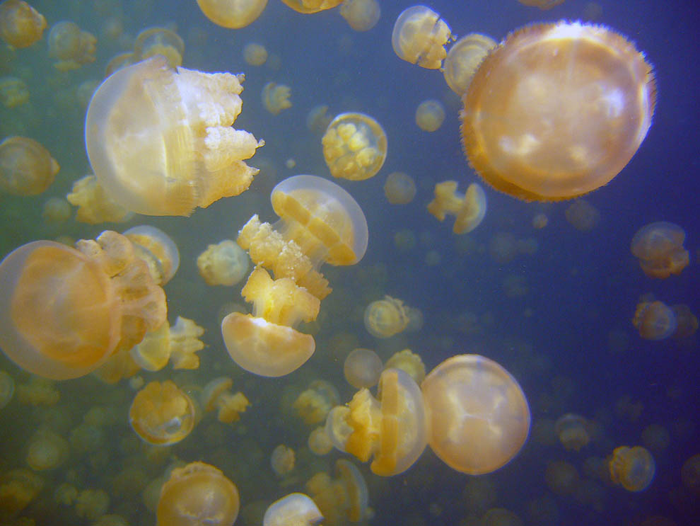 Фотография: Озеро медуз №8 - BigPicture.ru