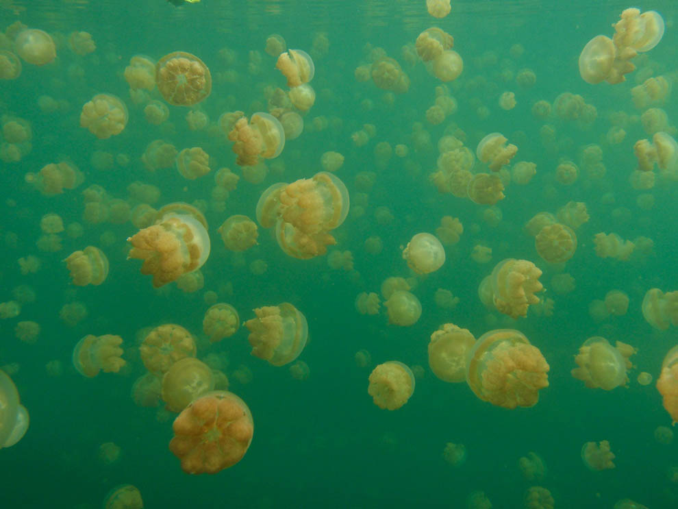 Фотография: Озеро медуз №9 - BigPicture.ru