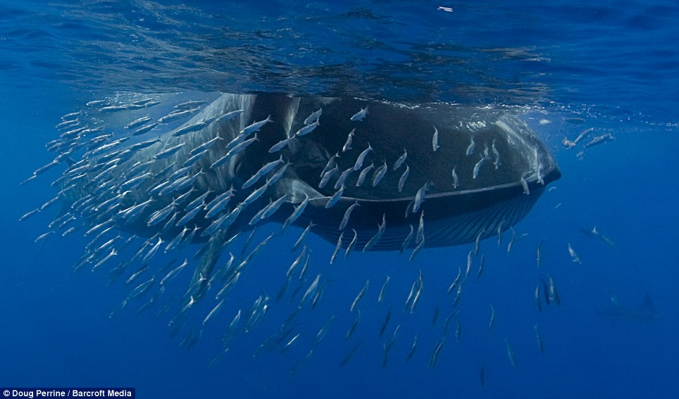 Фотография: Обедающий кит едва не проглотил фотографа №5 - BigPicture.ru