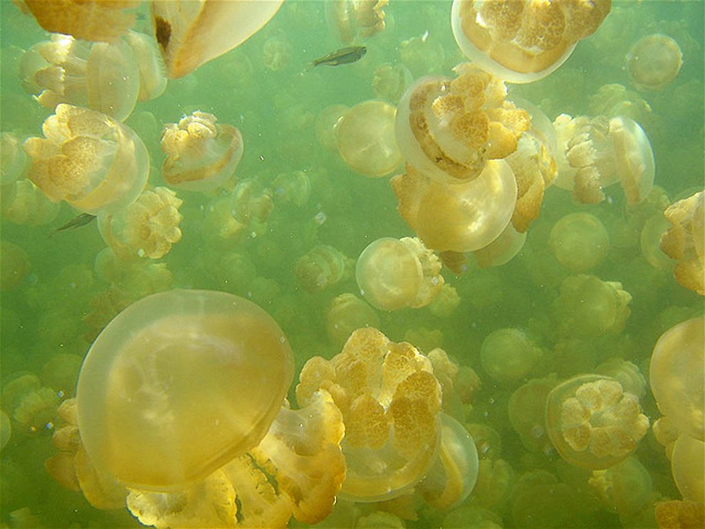 Фотография: Озеро медуз №10 - BigPicture.ru