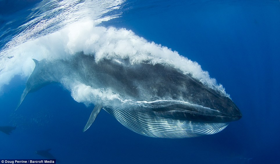 Фотография: Обедающий кит едва не проглотил фотографа №7 - BigPicture.ru
