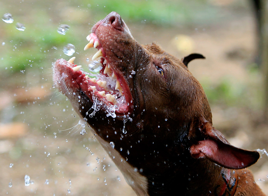 Фотография: На Филиппинах защитники животных обнаружили собачий 