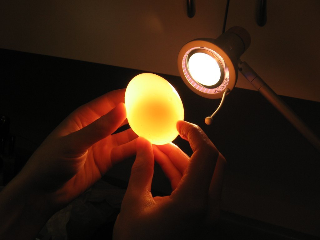 Фотография: Эксперимент с яйцом и уксусом №7 - BigPicture.ru