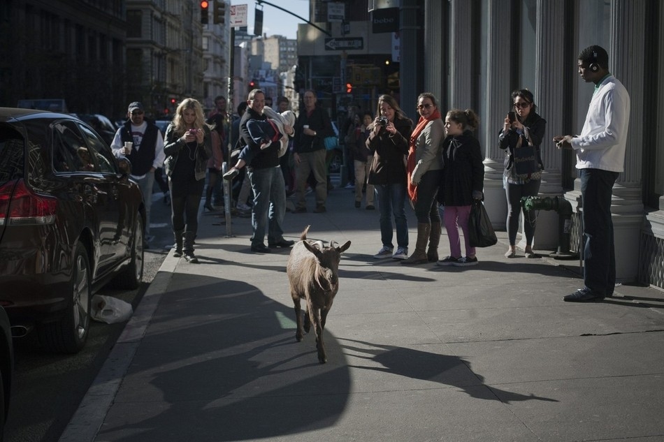 Фотография: Коза на улицах Нью-Йорка №8 - BigPicture.ru