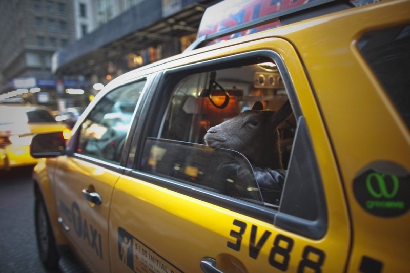 Коза на улицах Нью-Йорка