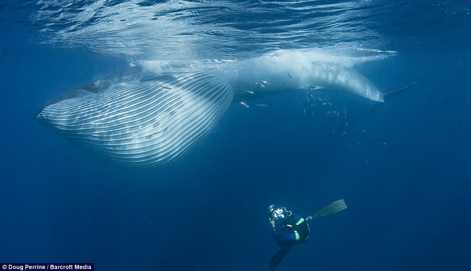 Фотография: Обедающий кит едва не проглотил фотографа №8 - BigPicture.ru