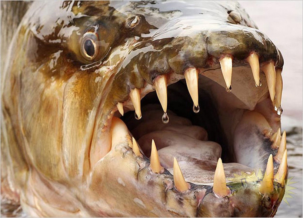Фотография: Водный монстр из Африки — тигровая рыба Голиаф №9 - BigPicture.ru