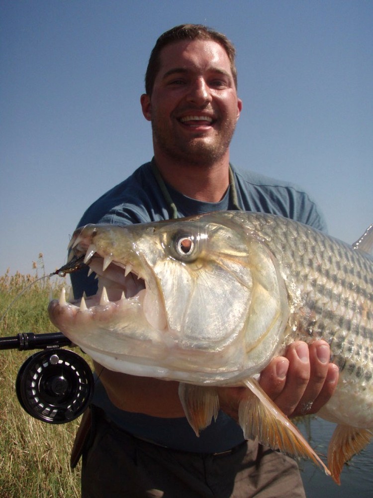 Фотография: Водный монстр из Африки — тигровая рыба Голиаф №7 - BigPicture.ru