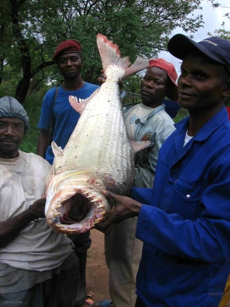 Фотография: Водный монстр из Африки — тигровая рыба Голиаф №4 - BigPicture.ru