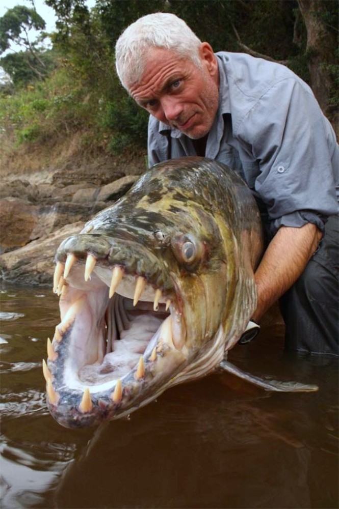 Фотография: Водный монстр из Африки — тигровая рыба Голиаф №2 - BigPicture.ru