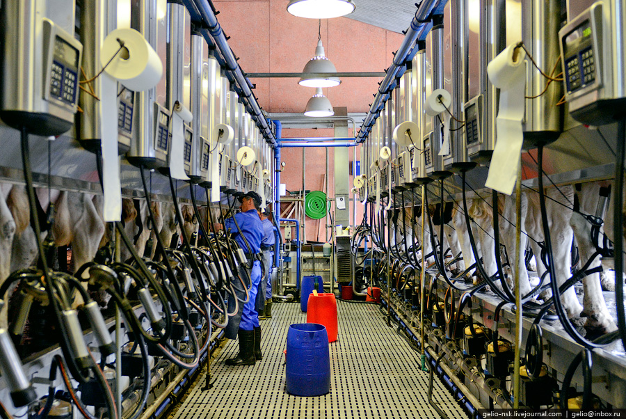 Фотография: Производство молока: Племзавод 