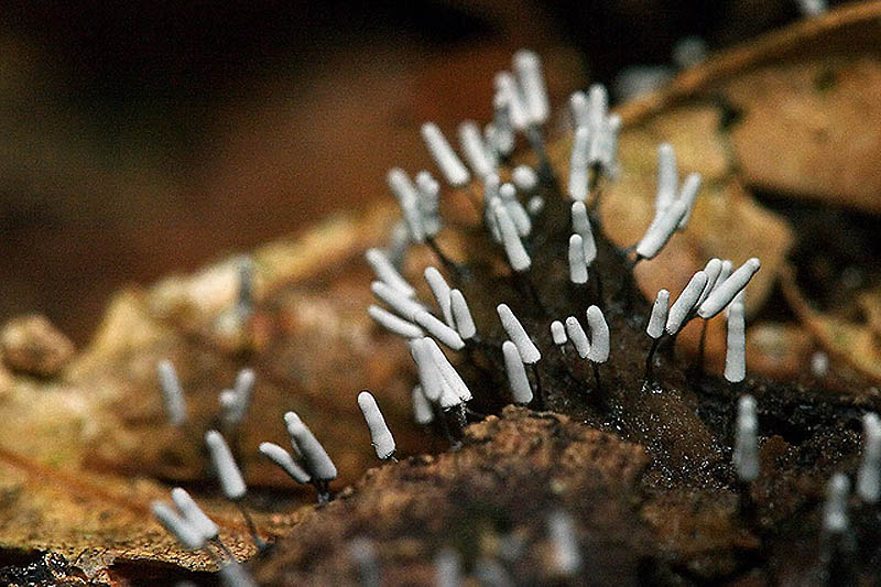 Фотография: Слизевые грибы №12 - BigPicture.ru