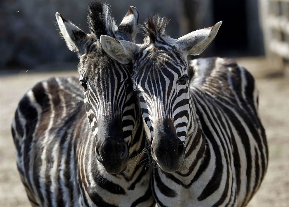 Фотография: Животные резвятся в зоопарках и на воле №12 - BigPicture.ru