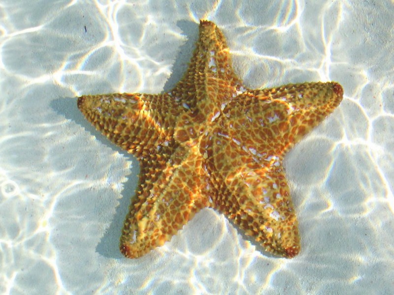 Морская звезда мультяшная на прозрачном фоне