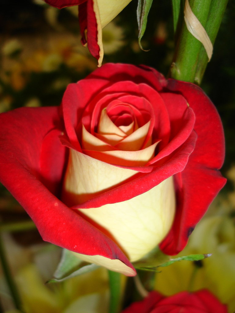 Фотография: Удивительно красивая роза сорта Osiria №4 - BigPicture.ru