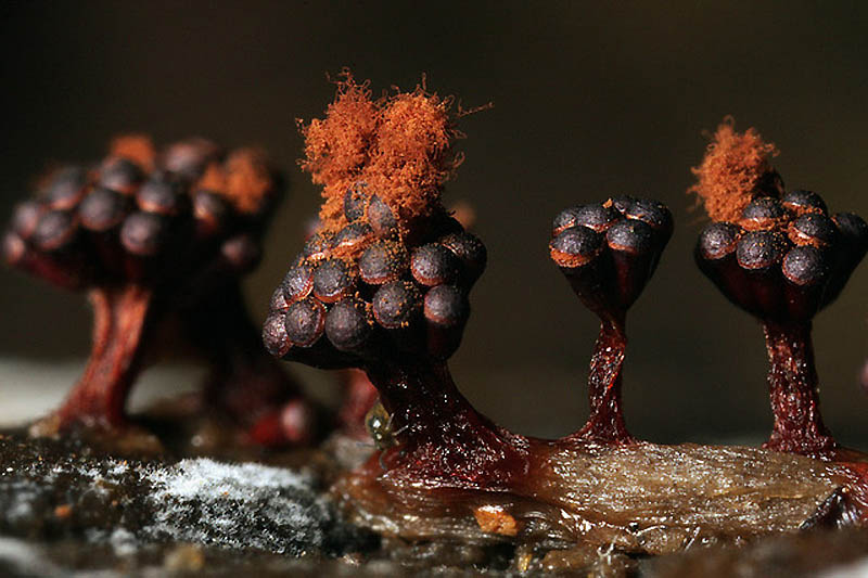 Фотография: Слизевые грибы №16 - BigPicture.ru