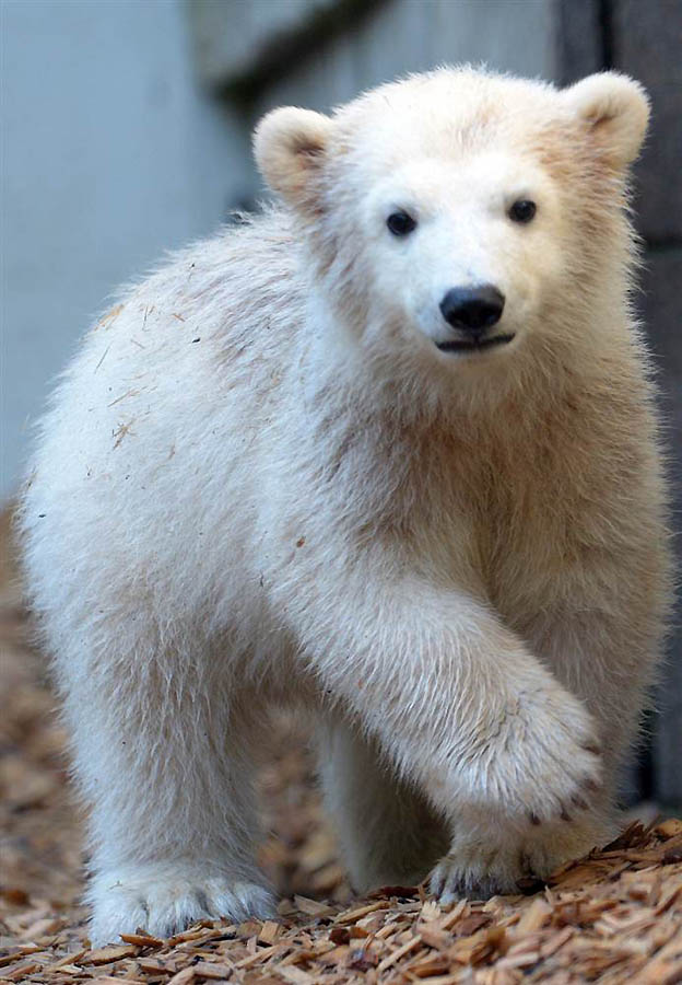 Фотография: Животные резвятся в зоопарках и на воле №18 - BigPicture.ru