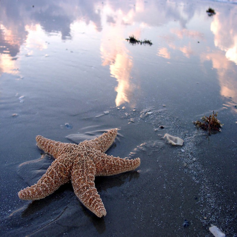 Морская звезда в красном море фото