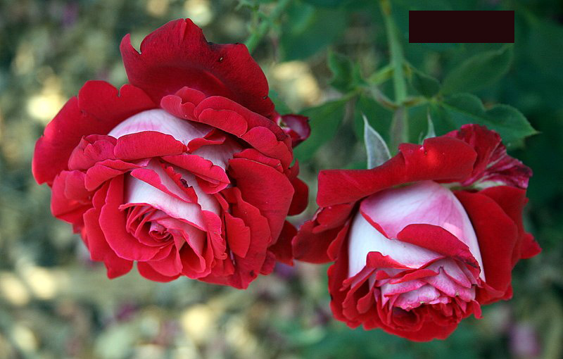 Фотография: Удивительно красивая роза сорта Osiria №5 - BigPicture.ru