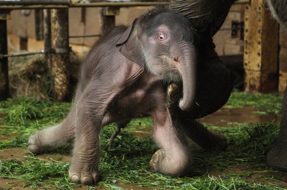 Фотография: Двухдневный слоненок в Берлинском зоопарке №4 - BigPicture.ru