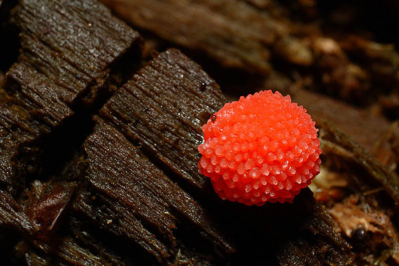 Фотография: Слизевые грибы №5 - BigPicture.ru