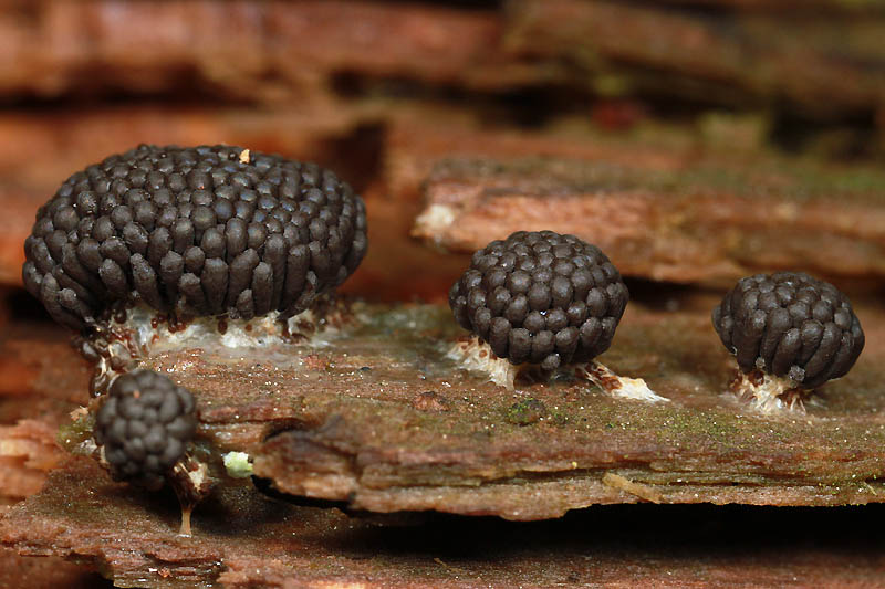 Фотография: Слизевые грибы №6 - BigPicture.ru