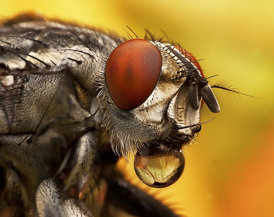 Фотография: Макро насекомые №6 - BigPicture.ru